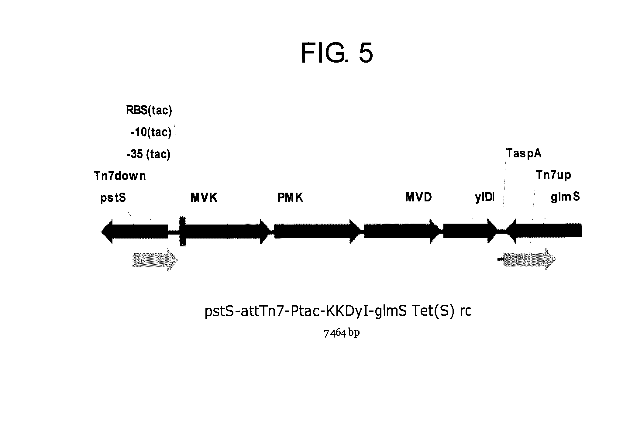 Method of producing isoprene monomer