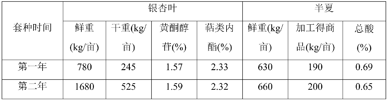 A kind of cultivation method of leaf-picking ginkgo and Pinellia intercropping