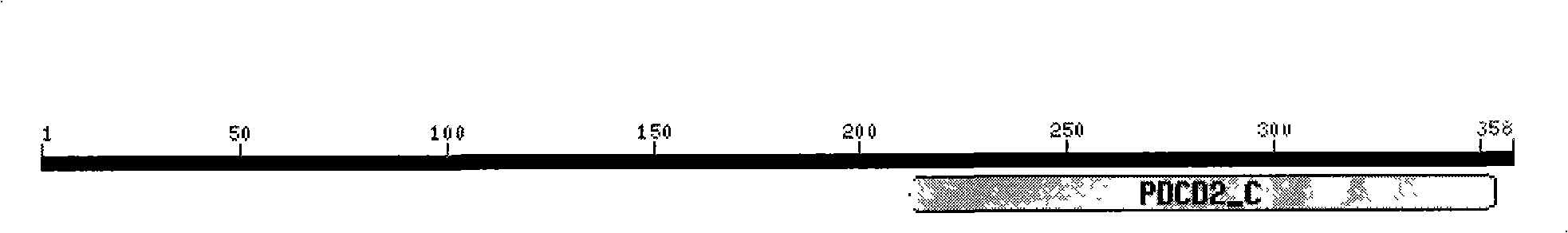 Zone 2 protein of programmed cell death protein 2 analogue and uses thereof