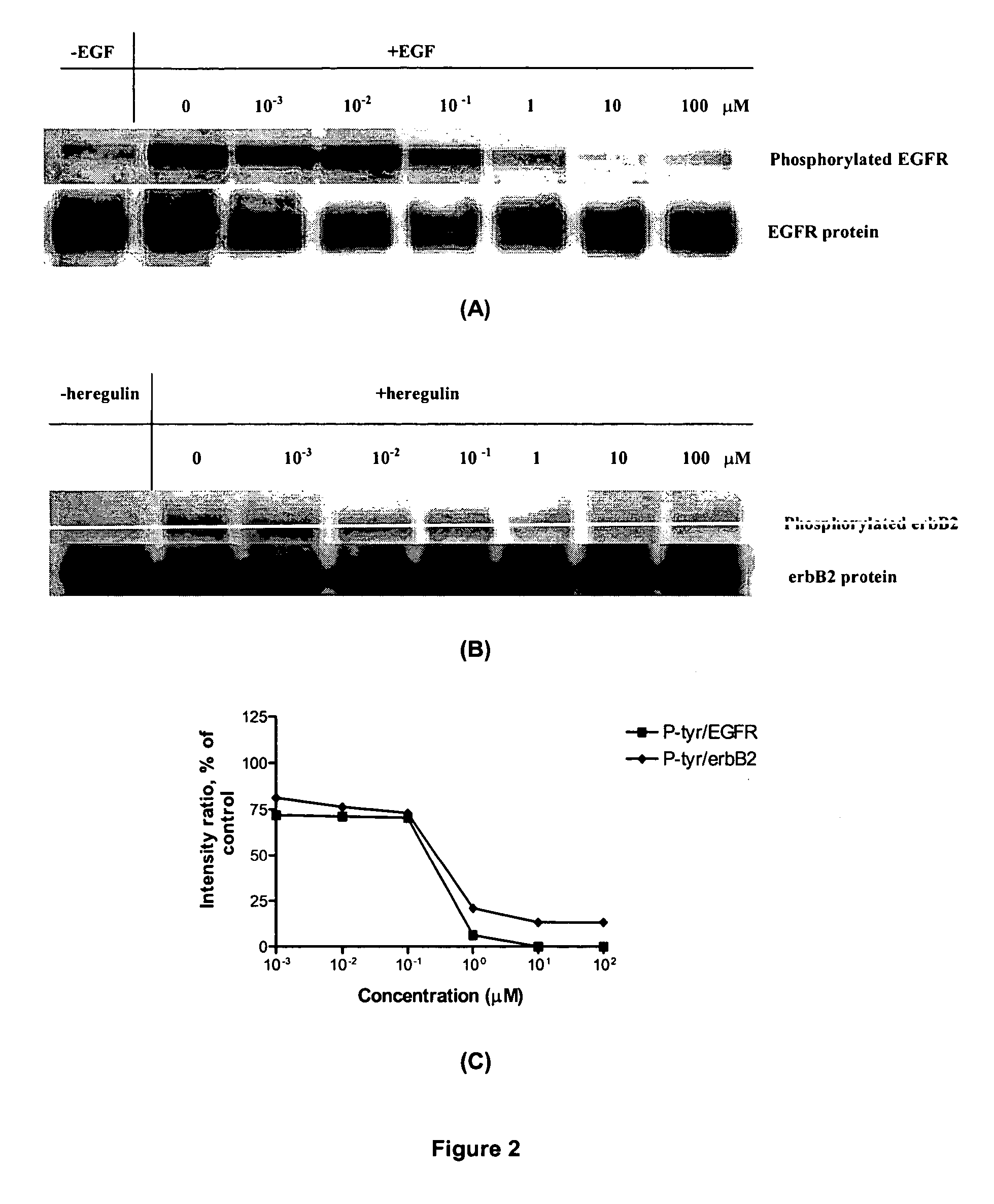 Novel combi-molecules having EGFR and DNA targeting properties