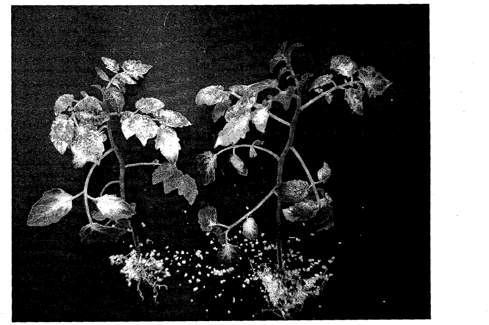 Method for improving currant tomato endogenous gene silencing efficiency by viruses through induction