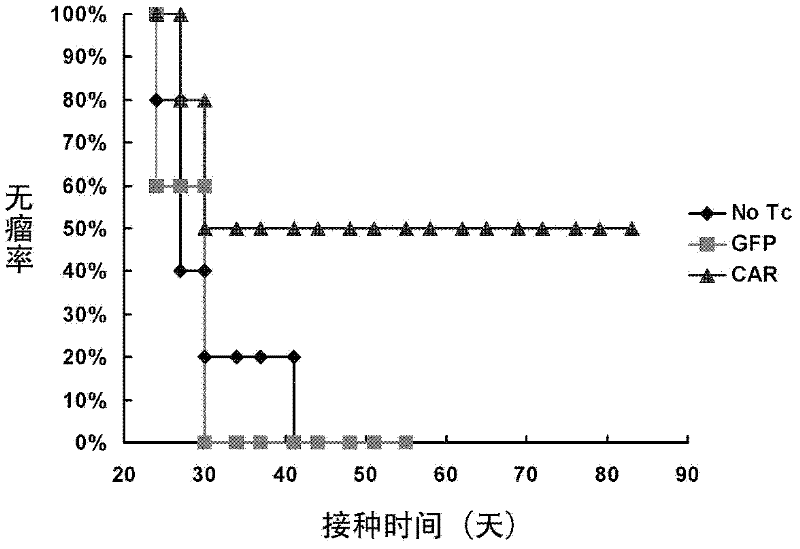 Human VEGFR-1 (Vascular Endothelial Growth Factor Receptor-1) targeting genetically engineered lymphocyte as well as preparation method and application thereof