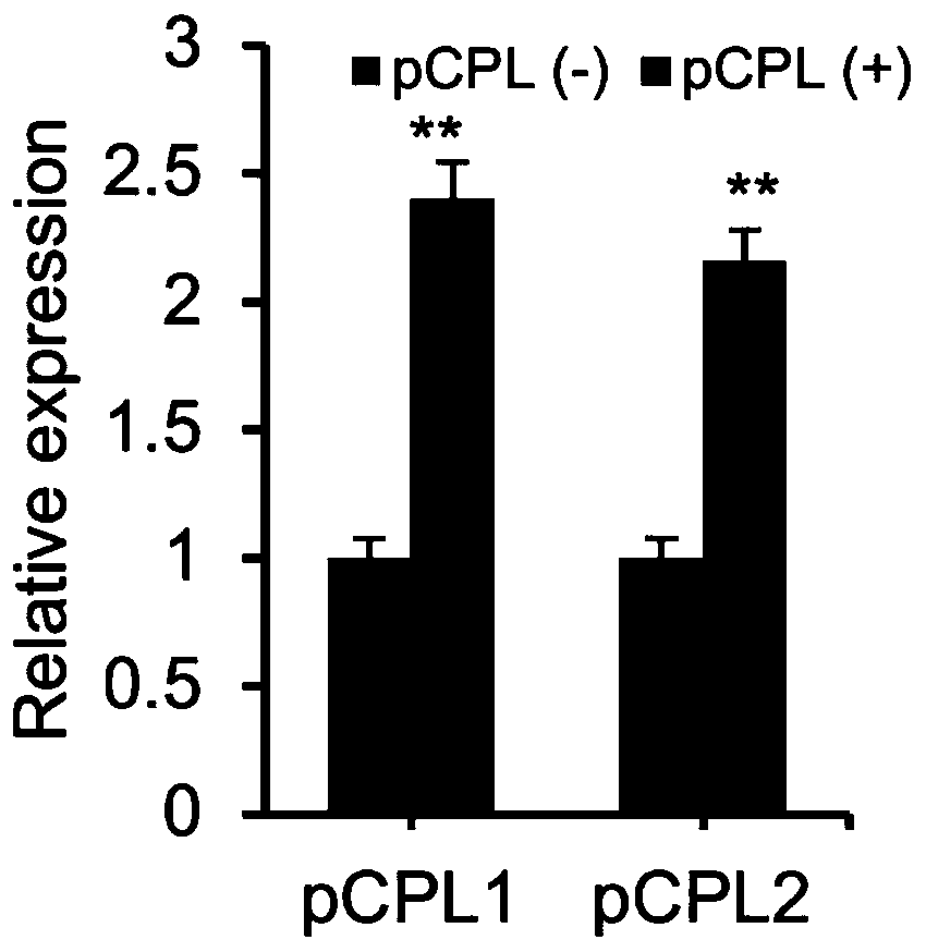 Rice grain type gene qGL6-2 and application thereof