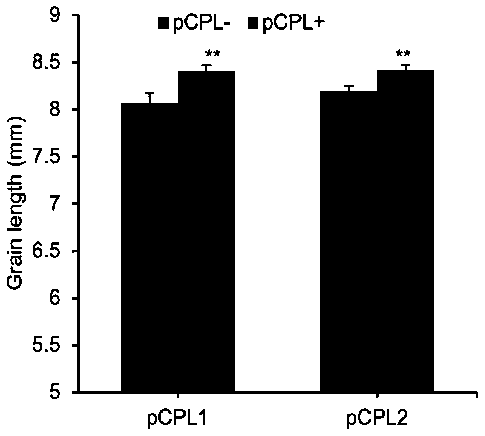 Rice grain type gene qGL6-2 and application thereof