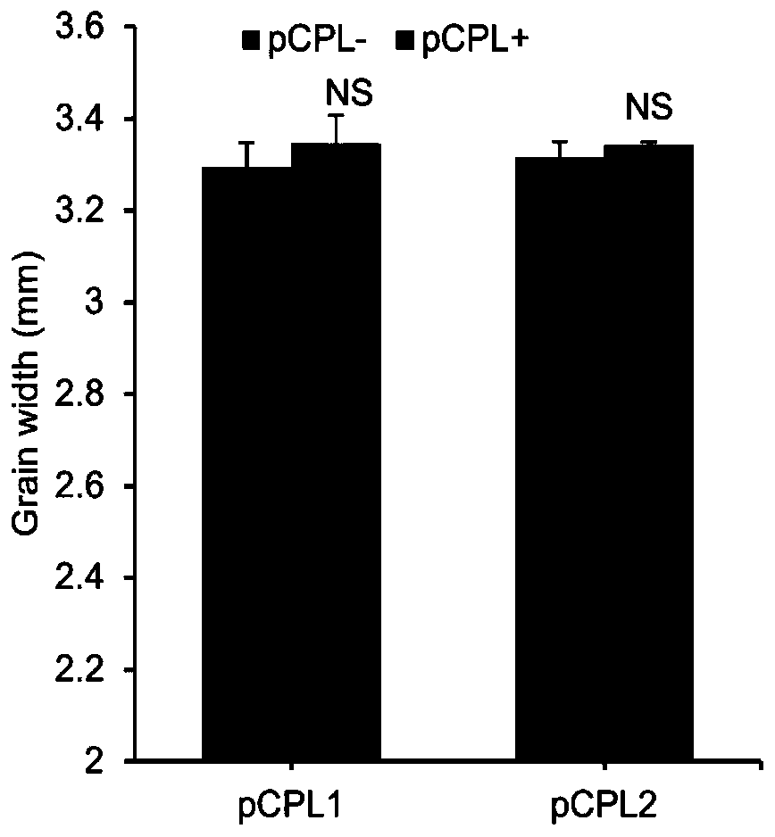 Rice grain type gene qGL6-2 and application thereof