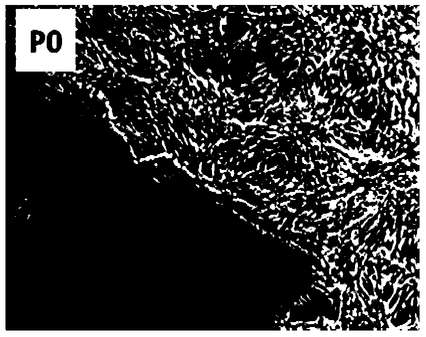 Separation method and culture method for umbilical cord mesenchymal stem cells