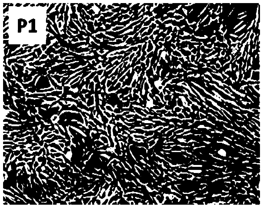 Separation method and culture method for umbilical cord mesenchymal stem cells