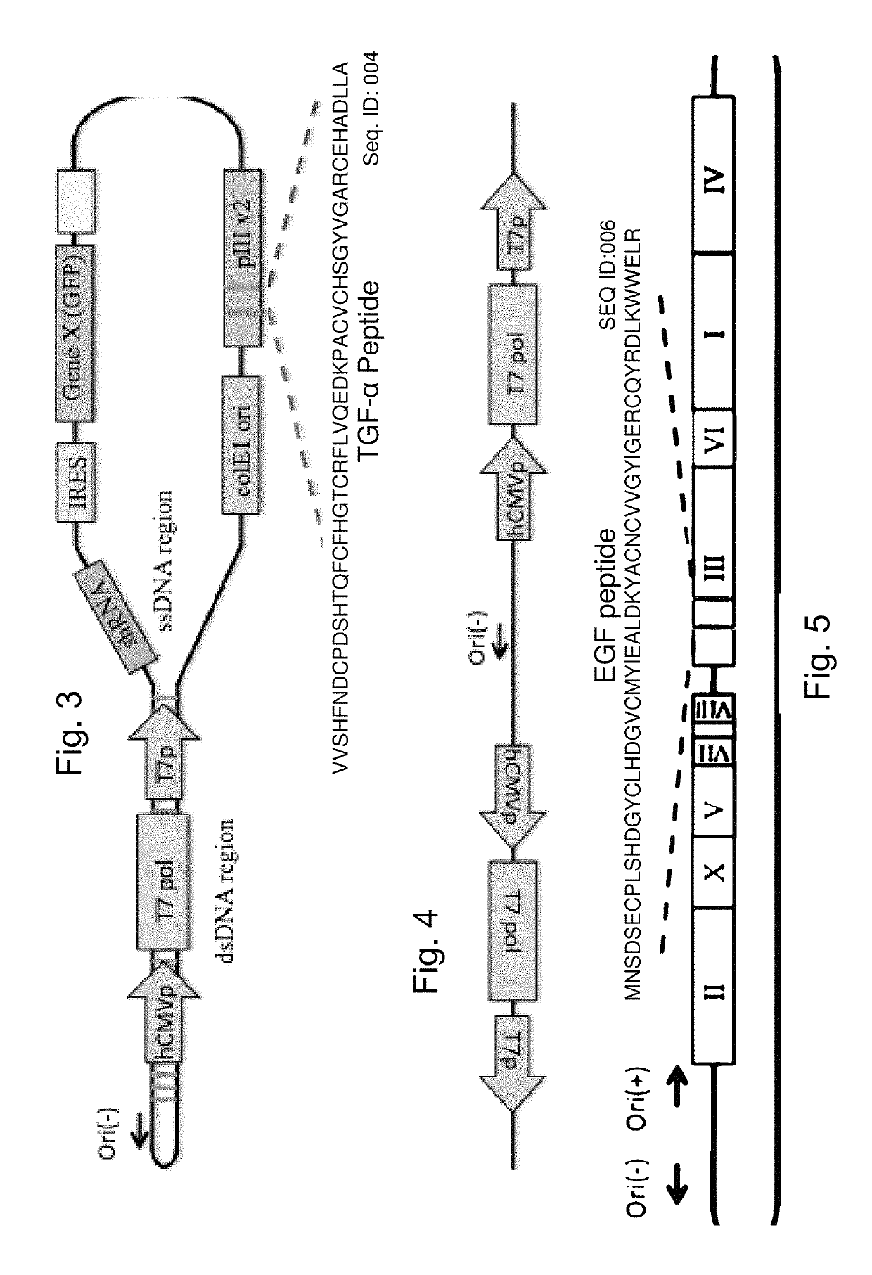 Bacteria carrying bacteriophage and protease inhibitors for the treatment of disorders and methods of treatment