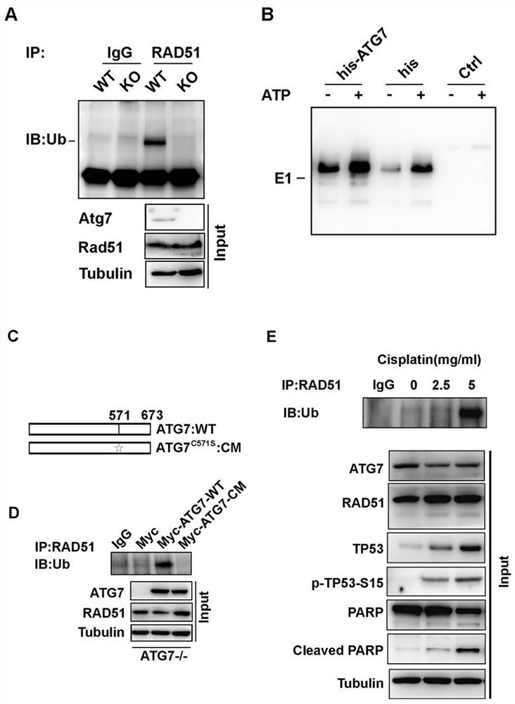 A novel tumor targeting therapy polypeptide and its use