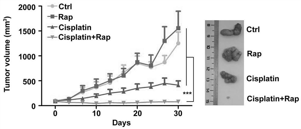 A novel tumor targeting therapy polypeptide and its use