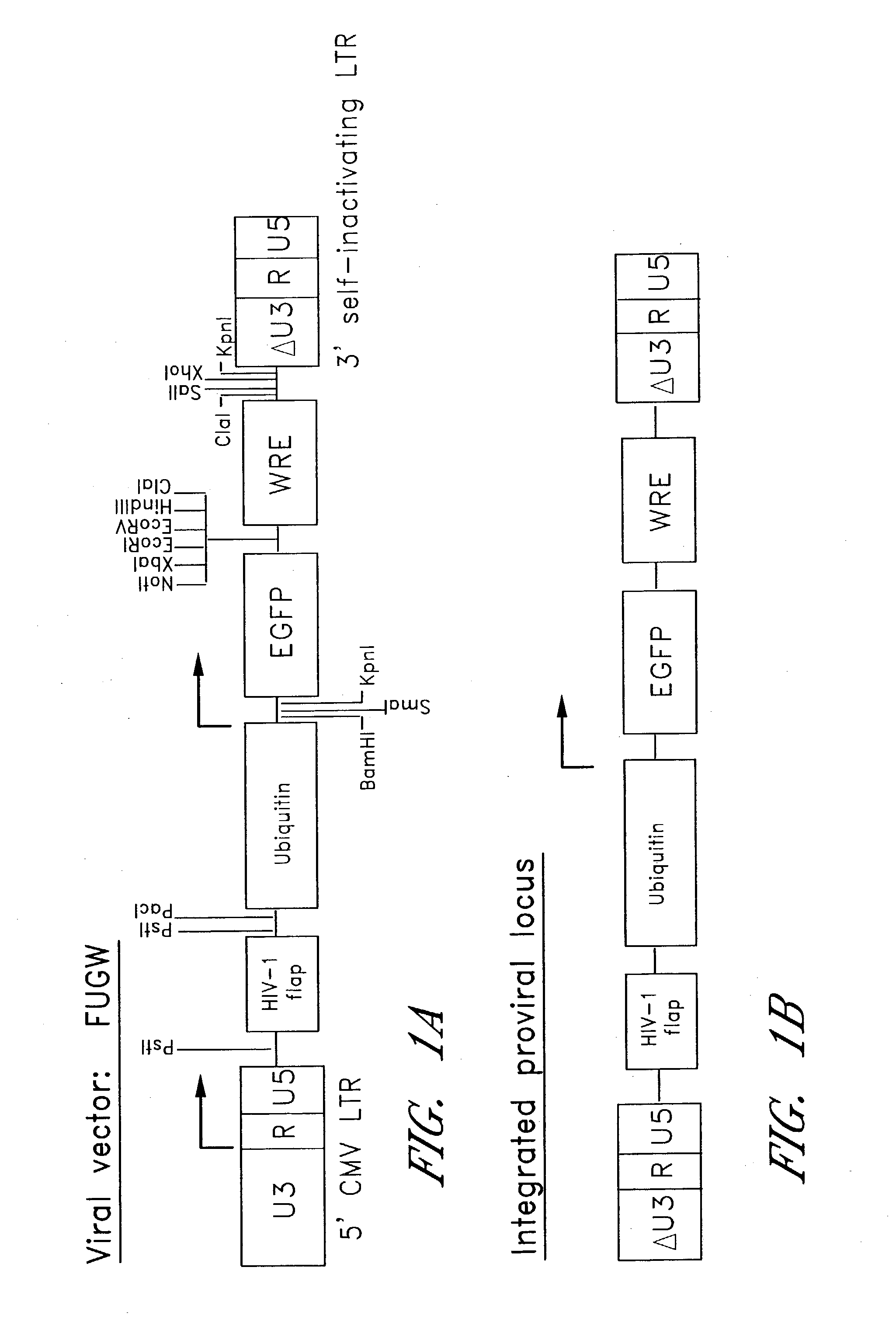 Method for producing transgenic birds and fish