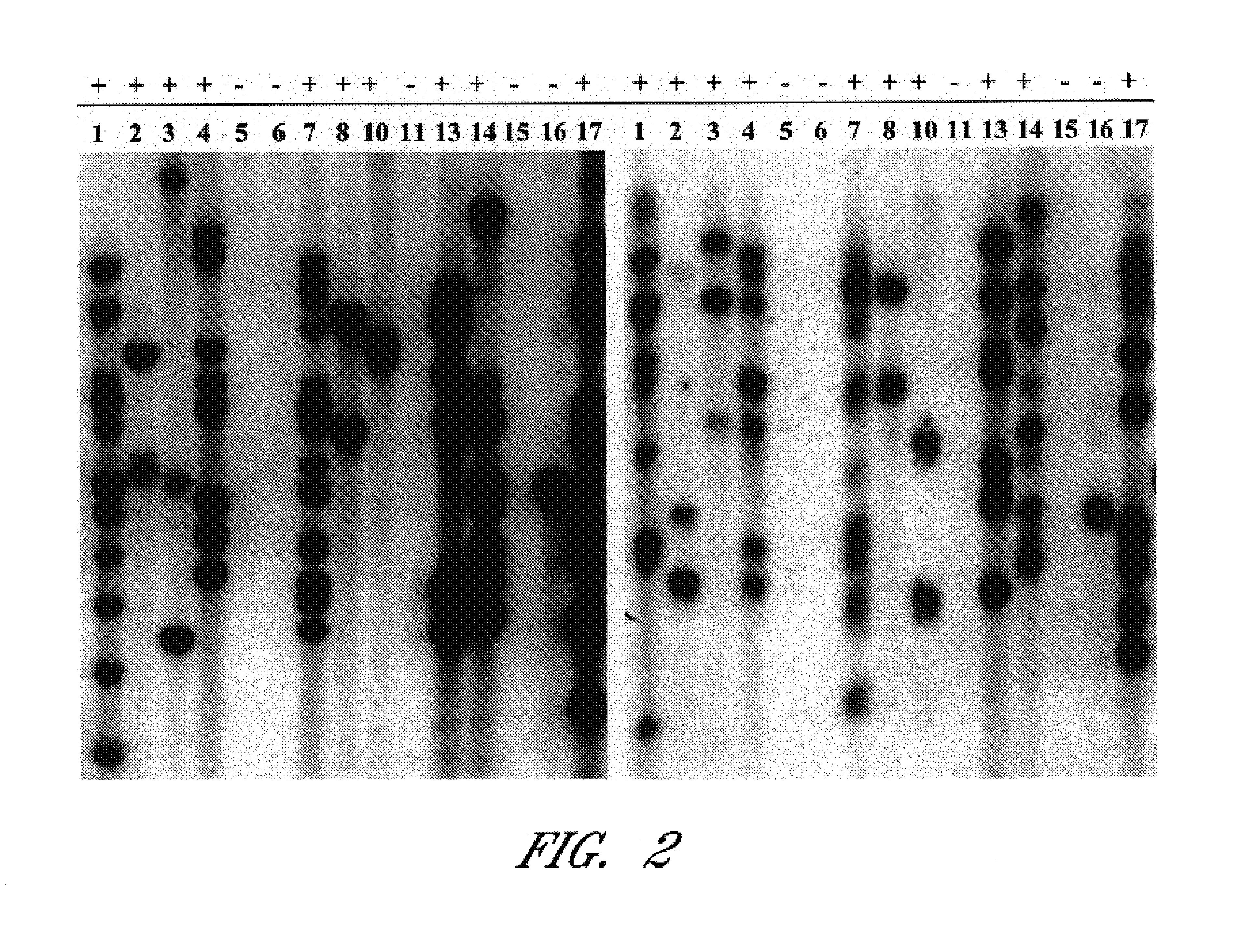 Method for producing transgenic birds and fish