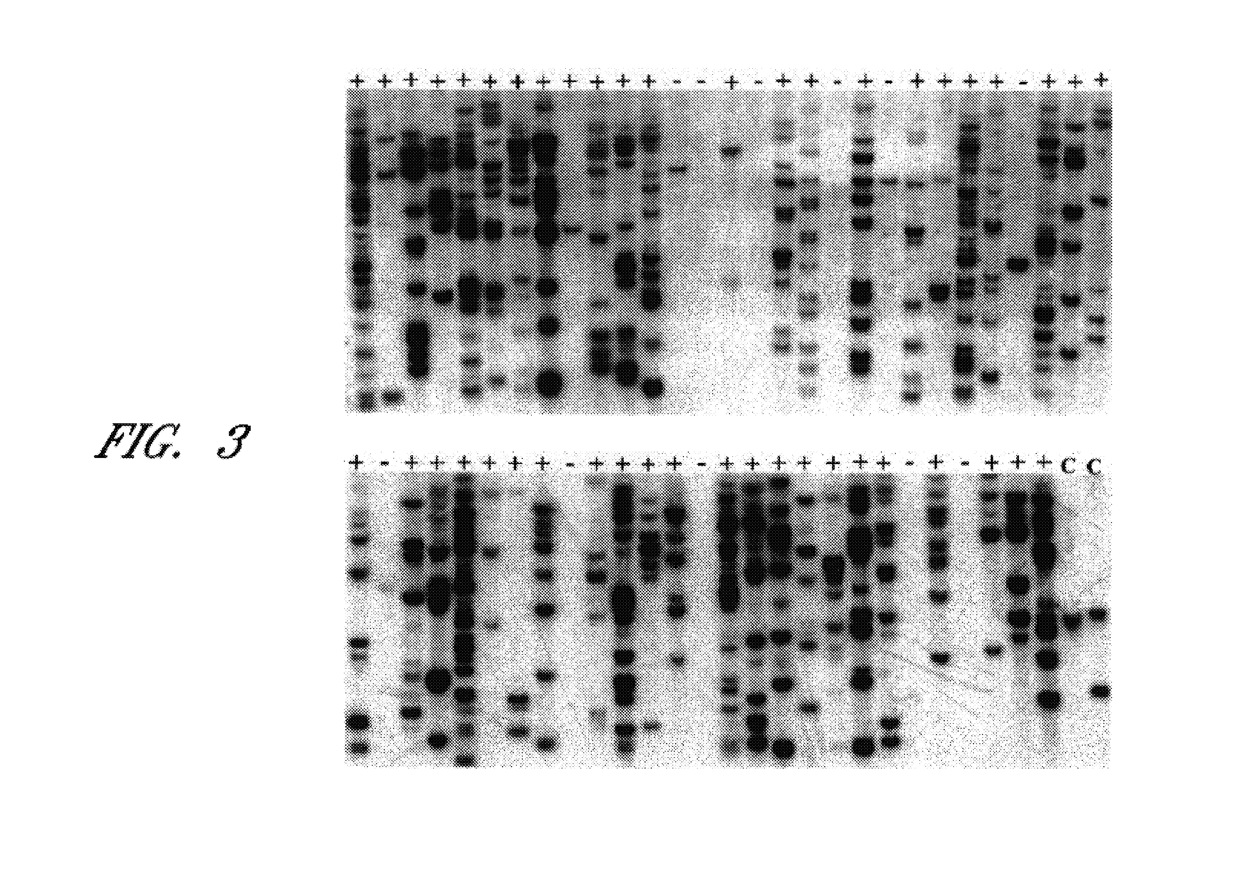 Method for producing transgenic birds and fish