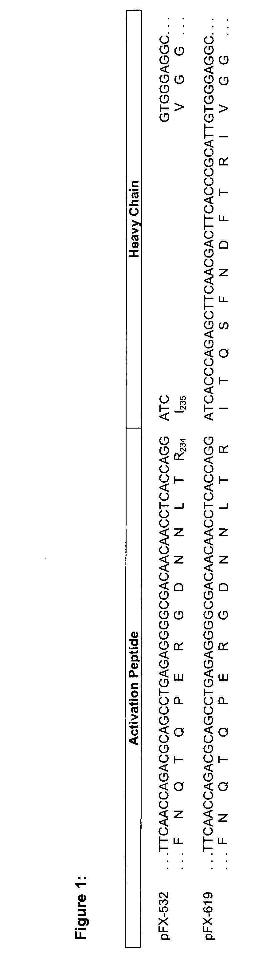 Coagulation factor x polypeptides with modified activation properties