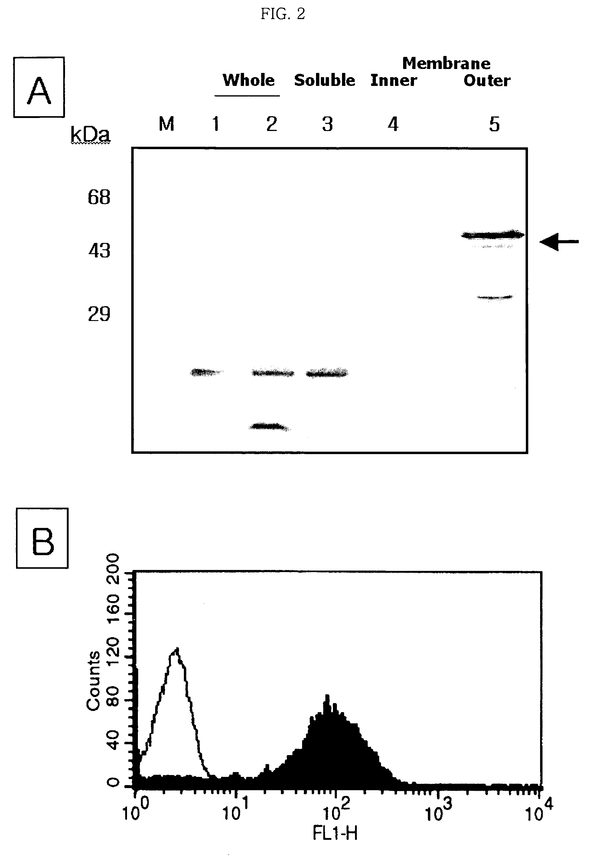 Surface expression vectors having pgsBCA the gene coding poly-gamma-glutamate synthetase, and a method for expression of target protein at the surface of microorganism using the vector