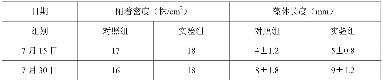 Large-specification cultivation method of sargassum thunbergii seedlings for proliferation in nursery of kelp bed