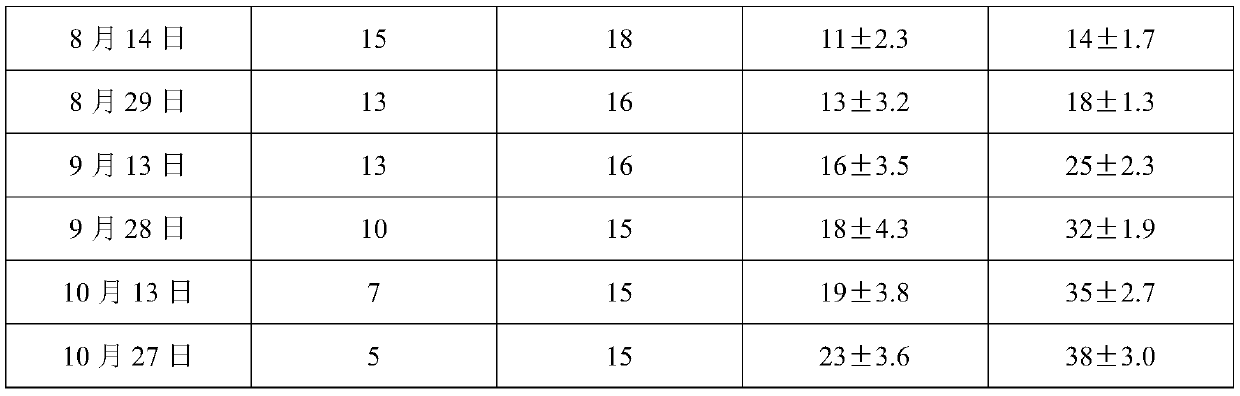 Large-specification cultivation method of sargassum thunbergii seedlings for proliferation in nursery of kelp bed