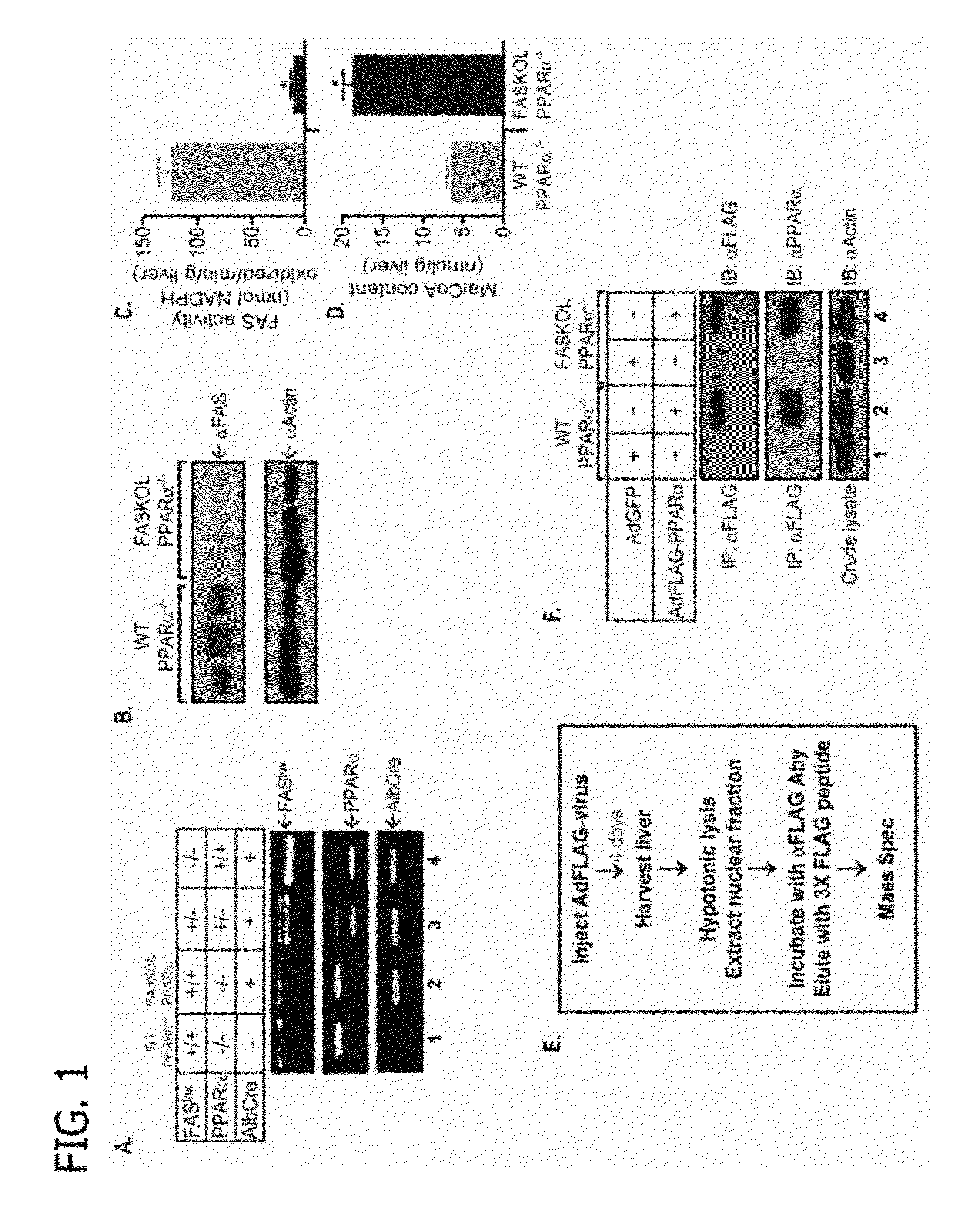 Use of an endogenous ligand for peroxisome proliferator activated receptor alpha to treat liver disorders