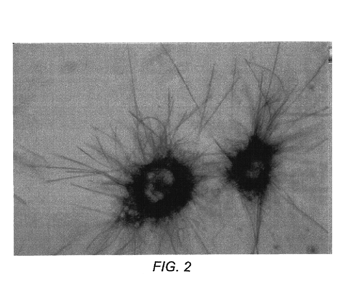 Methods and compositions for the visualization of cellular organelles using tetrazolium salts