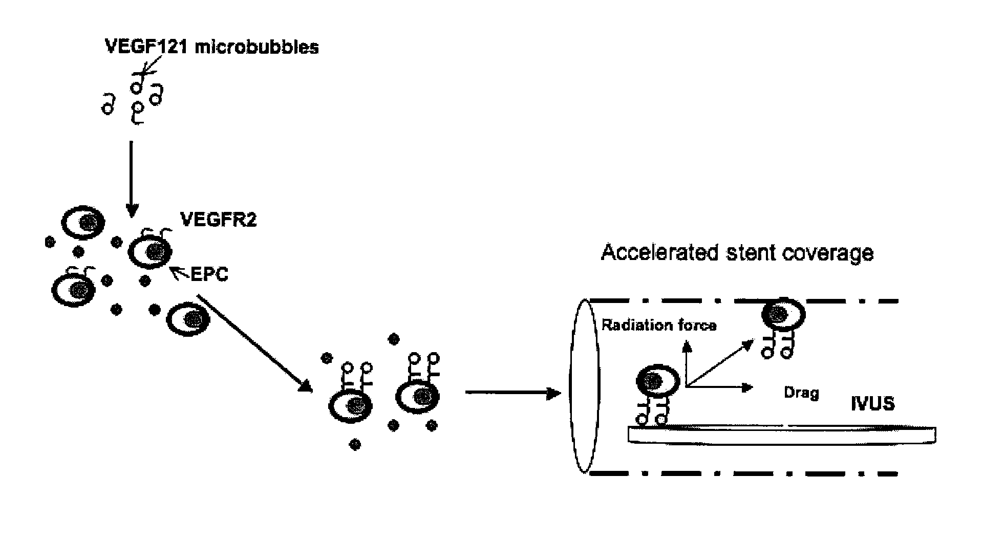 Directed cell-based therapy using microbubble tagged cells