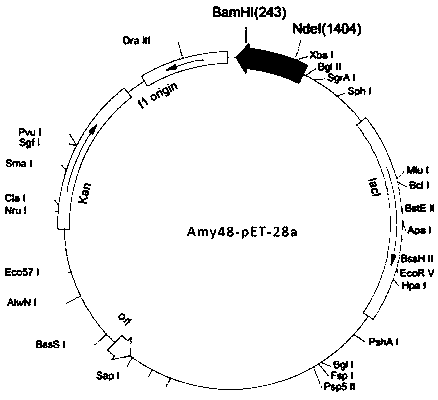 Alpha-amylase gene and application thereof