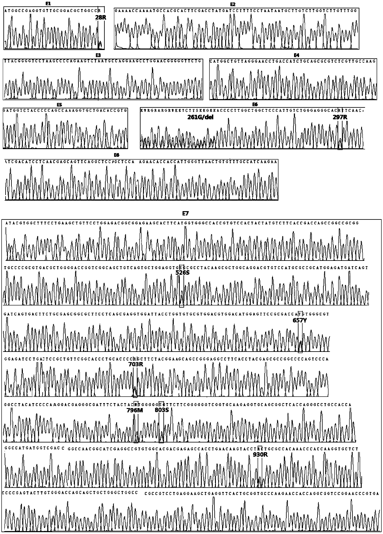 Multi-PCR-SBT genotyping method and reagent for ABO antigen of human erythrocyte blood type system