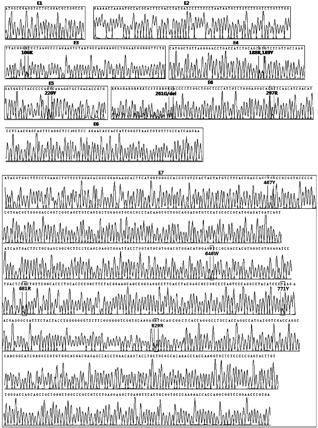 Multi-PCR-SBT genotyping method and reagent for ABO antigen of human erythrocyte blood type system