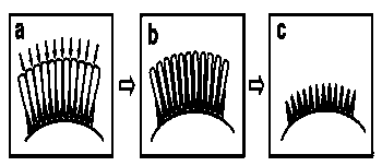 Method for preparing one-dimensional silicon nanostructure array on surface of optical fiber