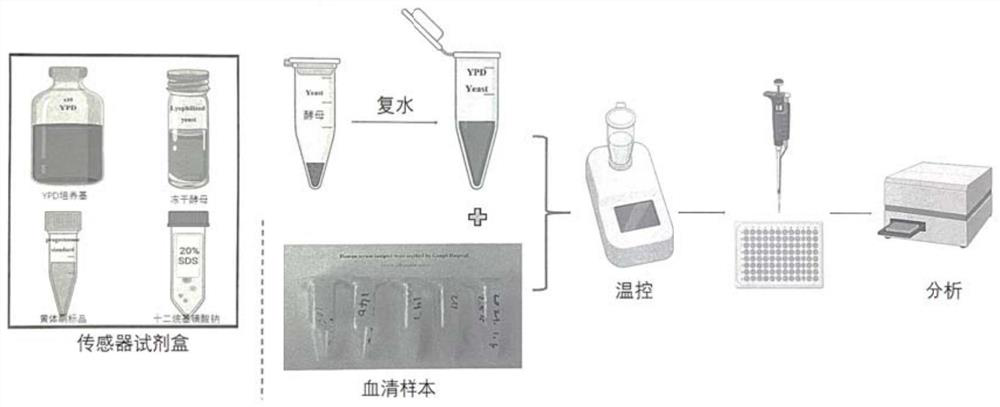 Progesterone whole-cell biosensor as well as preparation method and application thereof