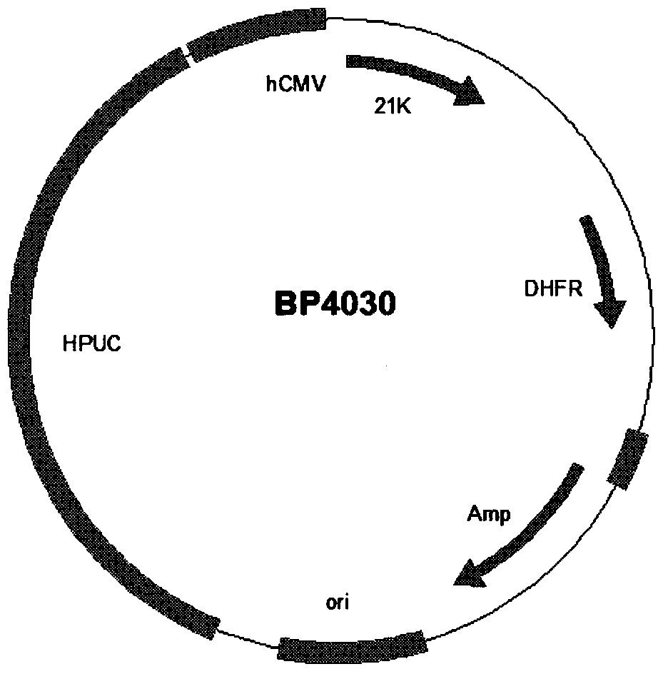 Preparation and application of anti-human pcsk9 antibody