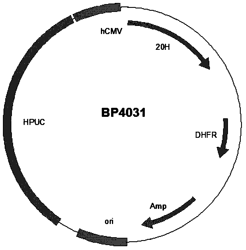 Preparation and application of anti-human pcsk9 antibody