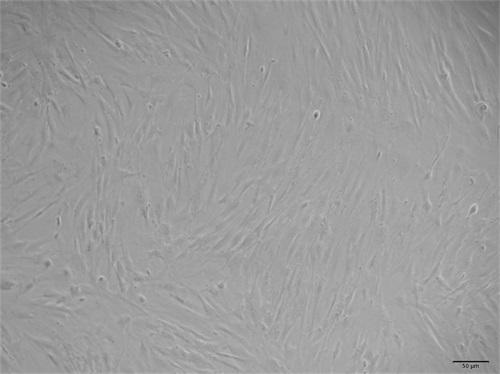 Mouse skeletal muscle satellite cell separation and culture method