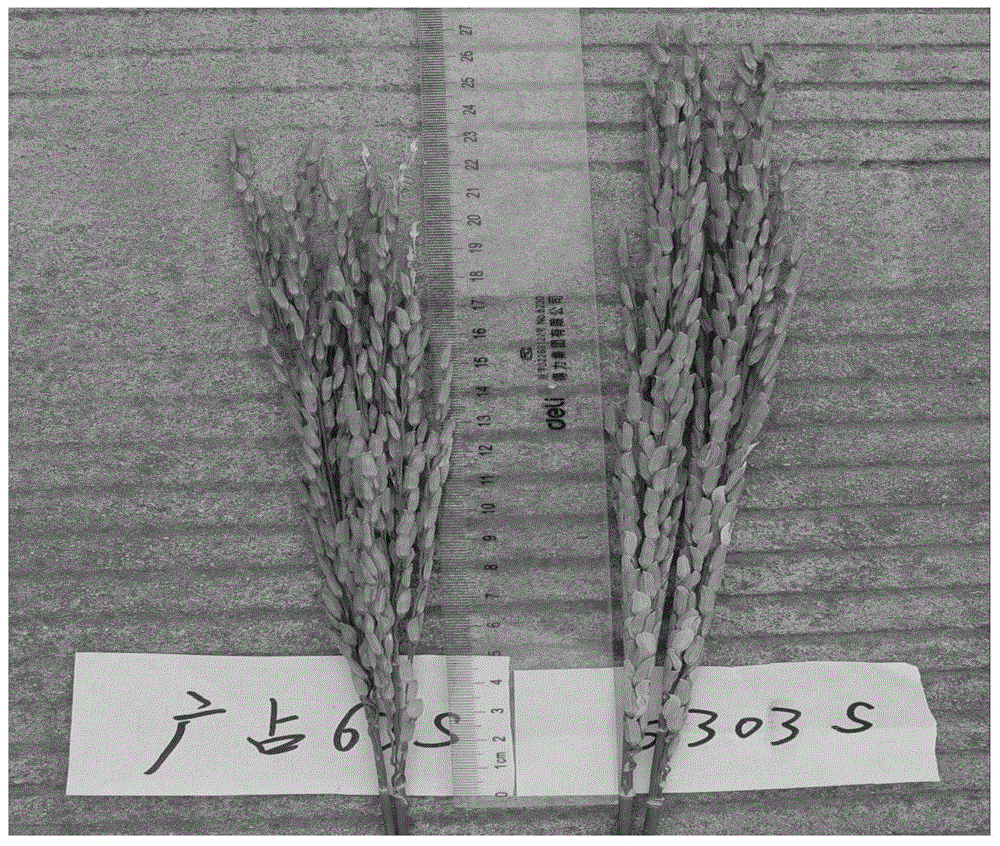 Method for breeding shattering-resisting high-yield hybrid rice