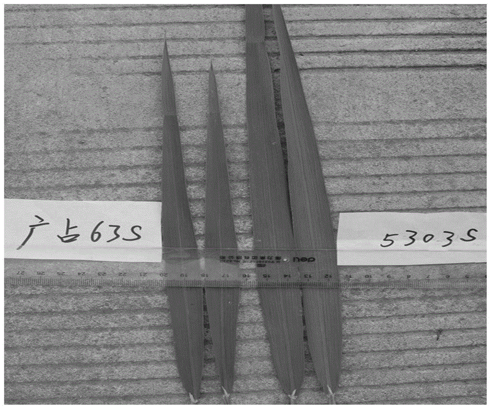 Method for breeding shattering-resisting high-yield hybrid rice