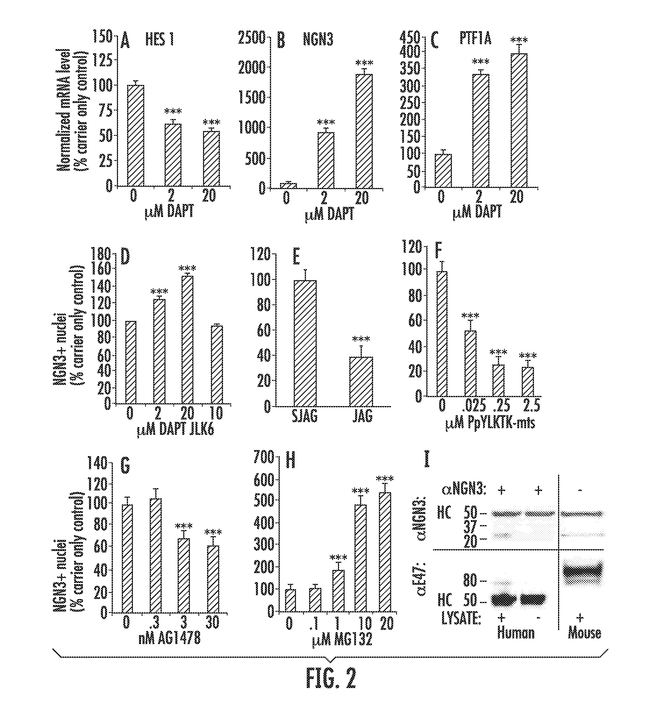 Human endocrine progenitors from adult pancreatic tissue