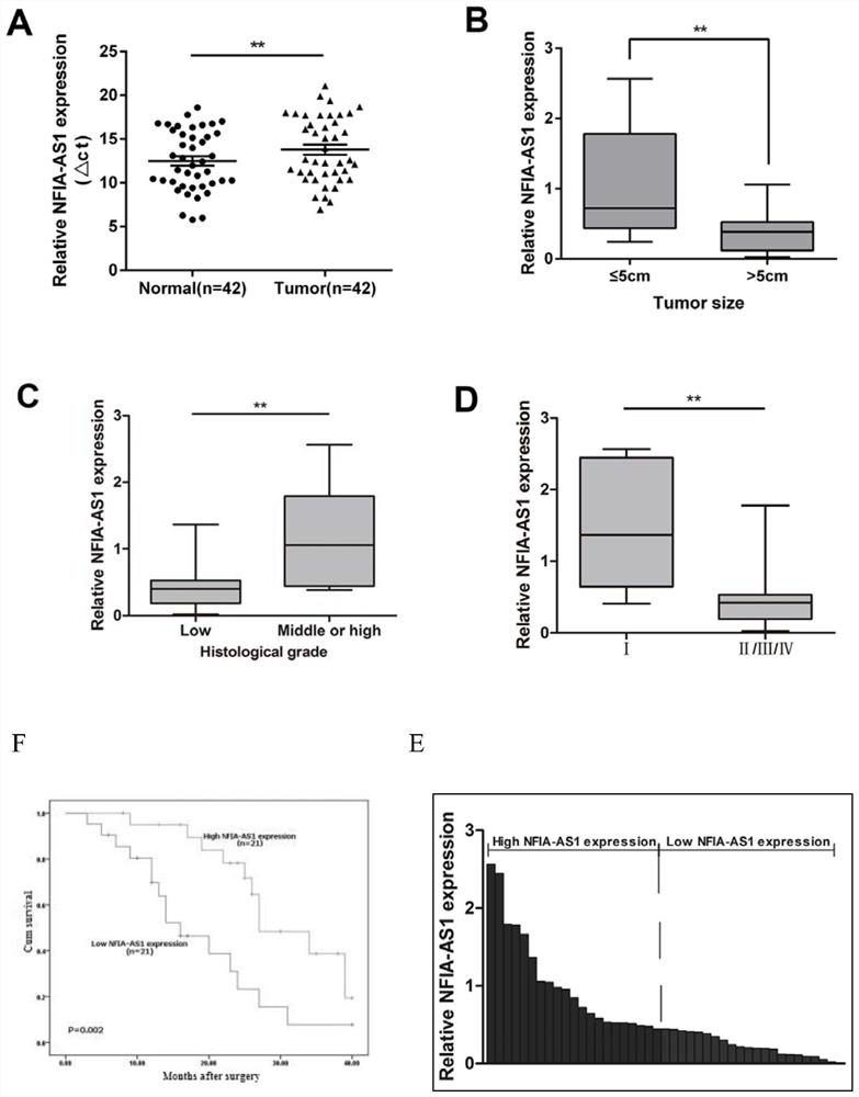 Application of a long non-coding RNA and its composition in the diagnosis/treatment of gastric cancer