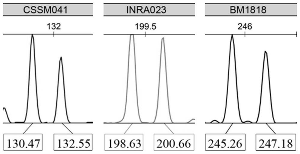 Genotyping detection kits for yak individual identification and paternity testing