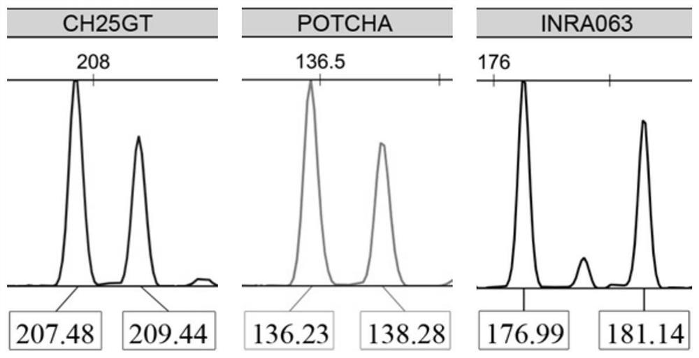 Genotyping detection kits for yak individual identification and paternity testing