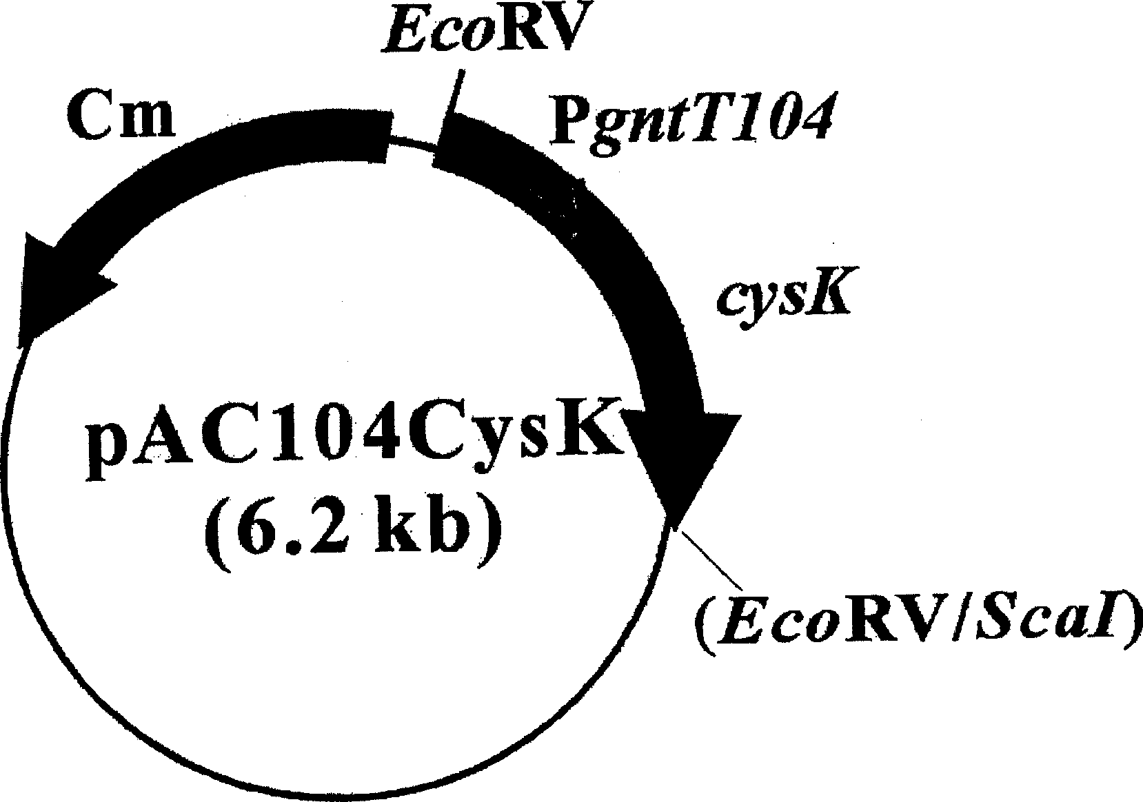 Process for preparing serine-rich protein employing cysteine synthase (cysk) gene