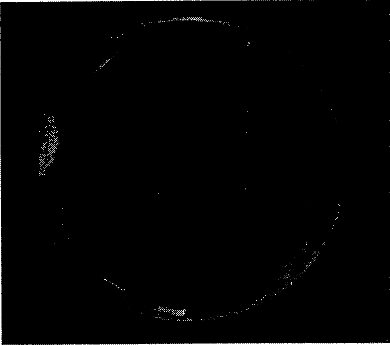 Artificial pearl paint containing photocatalyst and method of preparing the paint and a method of painting