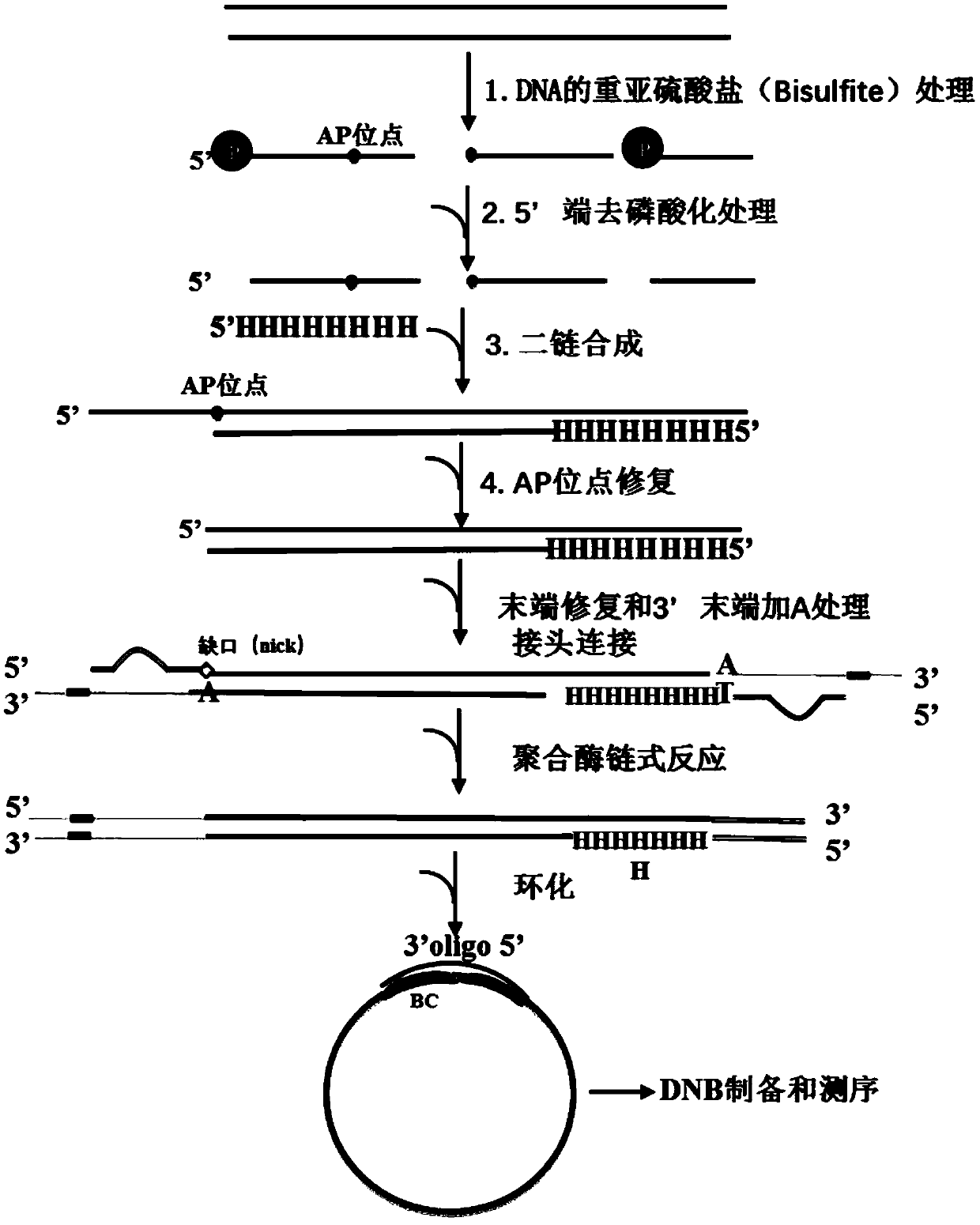 Single-chain library building method of whole-genome methylated library and obtained whole-genome methylated library