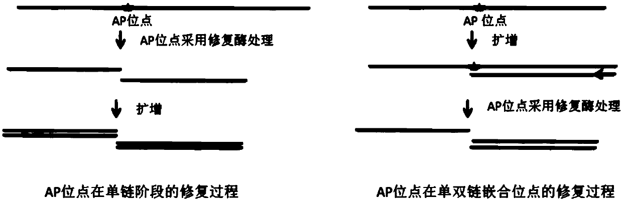 Single-chain library building method of whole-genome methylated library and obtained whole-genome methylated library