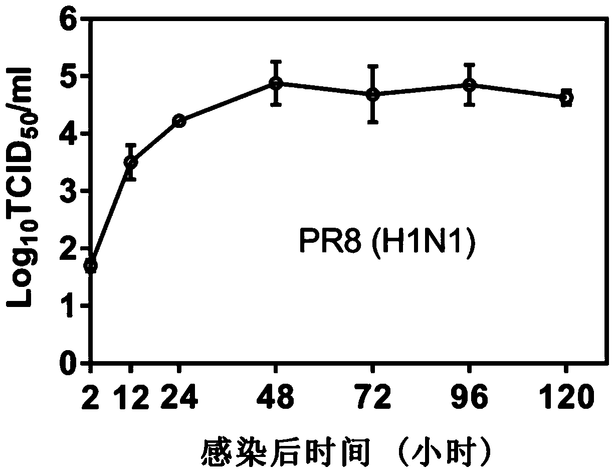 A construction method and application of an anti-influenza virus or anti-inflammatory drug screening model based on living lung slices