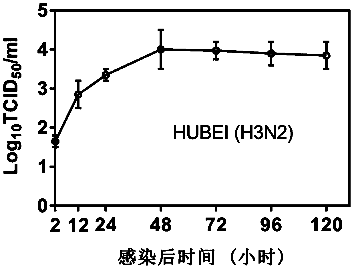 A construction method and application of an anti-influenza virus or anti-inflammatory drug screening model based on living lung slices