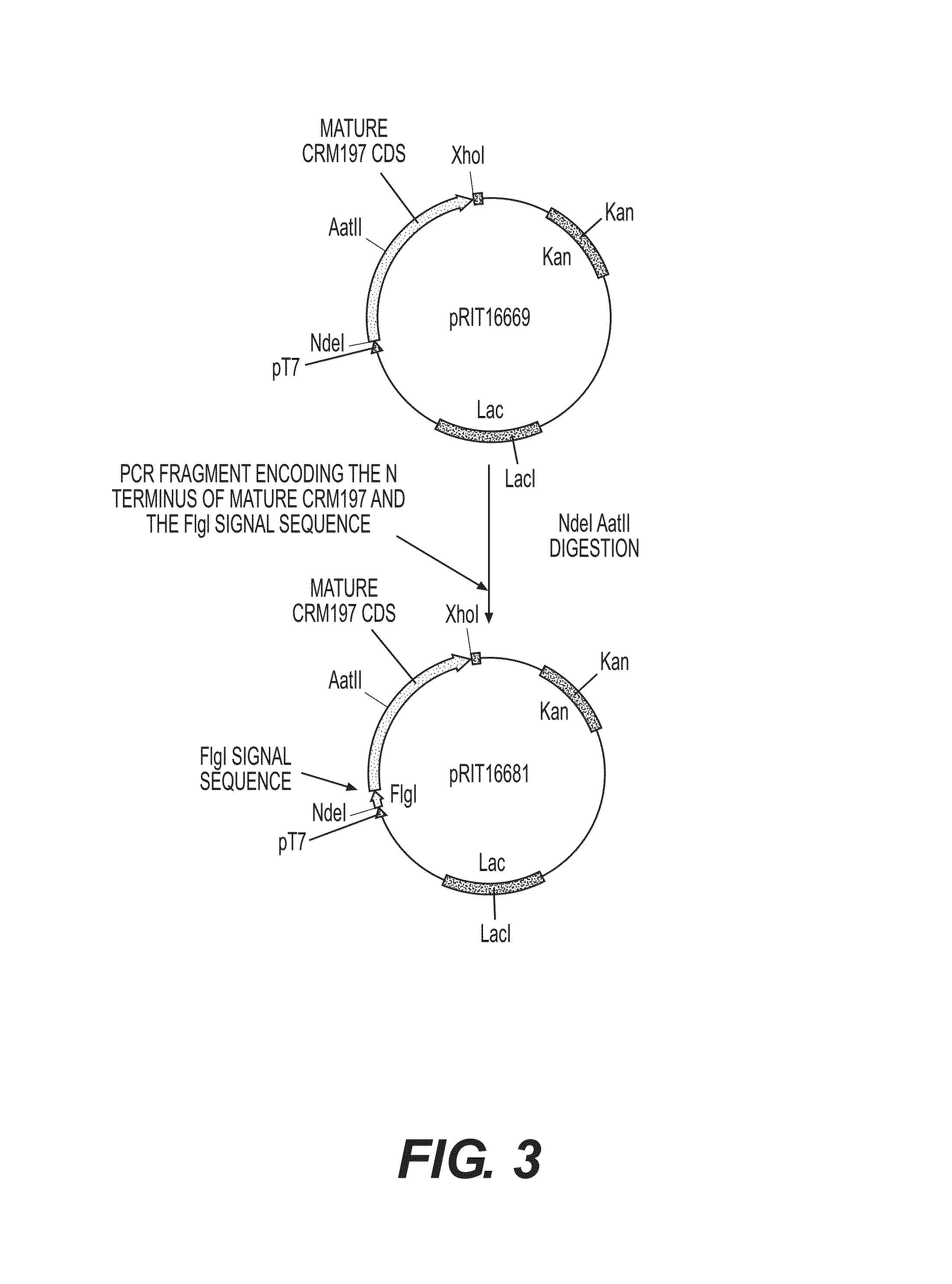 Expression system