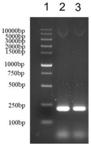 Lactococcus lactis for expressing mouse antibacterial peptide gene