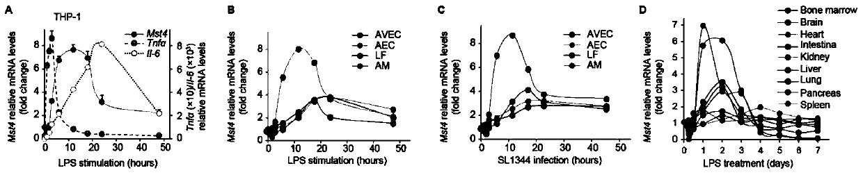 Application of mst4 gene diagnosis and cell therapy for infectious diseases and related drugs