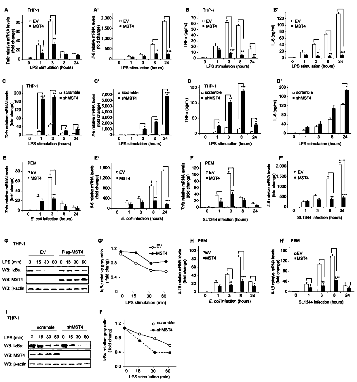 Application of mst4 gene diagnosis and cell therapy for infectious diseases and related drugs