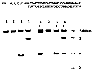 Method for detecting 5-aldehyde cytosine and 5-hydroxymethylcytosine in DNA (deoxyribonucleic acid) by utilizing piperidine aqueous solution