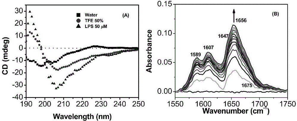 Antibacterial peptide derivative from forest frog and application thereof